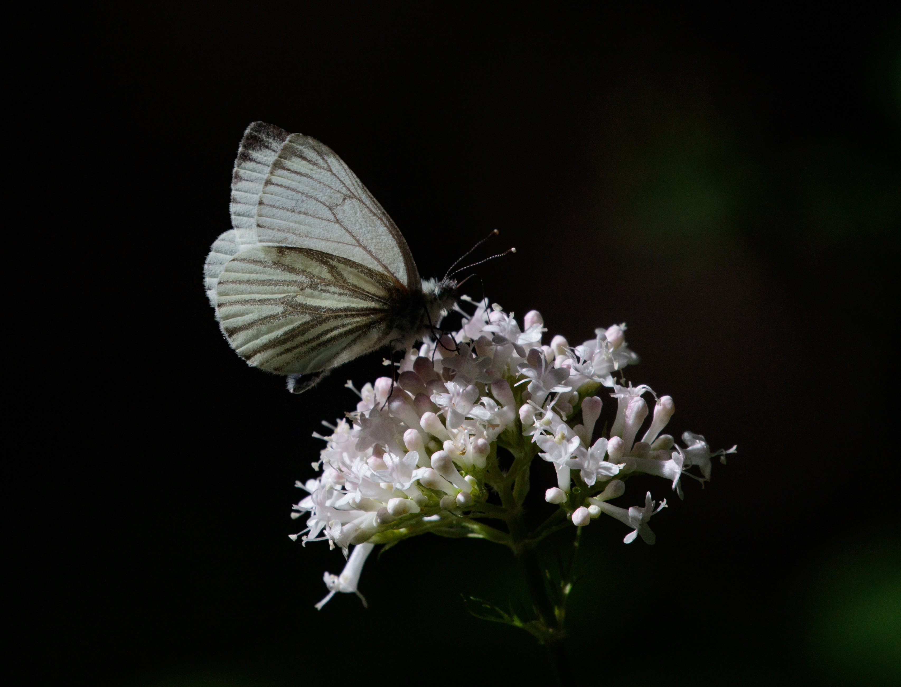 Miniature